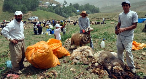 Hakkari'nin Yüksekova ilçesinde Mor dağı eteklerinde Koyun Kırpma Şenliği düzenlendi. Fotoğraflar: Yaşar KAPLAN