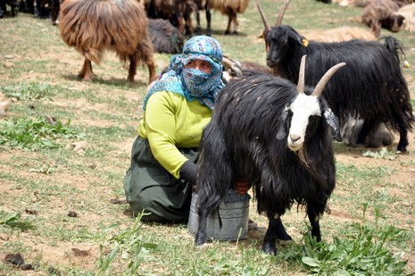 Hakkari'nin Yüksekova ilçesinde Mor dağı eteklerinde Koyun Kırpma Şenliği düzenlendi. Fotoğraflar: Yaşar KAPLAN