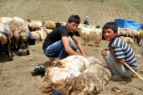 Hakkari'nin Yüksekova ilçesinde Mor dağı eteklerinde Koyun Kırpma Şenliği düzenlendi. Fotoğraflar: Yaşar KAPLAN