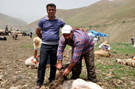 Hakkari'nin Yüksekova ilçesinde Mor dağı eteklerinde Koyun Kırpma Şenliği düzenlendi. Fotoğraflar: Yaşar KAPLAN