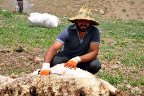 Hakkari'nin Yüksekova ilçesinde Mor dağı eteklerinde Koyun Kırpma Şenliği düzenlendi. Fotoğraflar: Yaşar KAPLAN