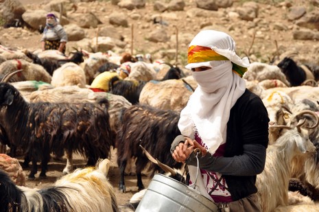 Hakkari'nin Yüksekova ilçesinde Mor dağı eteklerinde Koyun Kırpma Şenliği düzenlendi. Fotoğraflar: Yaşar KAPLAN