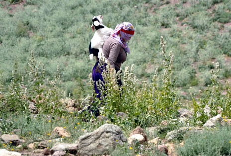 Hakkari'nin Yüksekova ilçesinde Mor dağı eteklerinde Koyun Kırpma Şenliği düzenlendi. Fotoğraflar: Yaşar KAPLAN