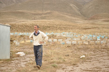 Hakkari'nin Yüksekova ilçesinde aniden bastıran yağmur sele dönüştü.Sele kapılan 150 arı kovanın içinde bulunan arılar telef oldu. 