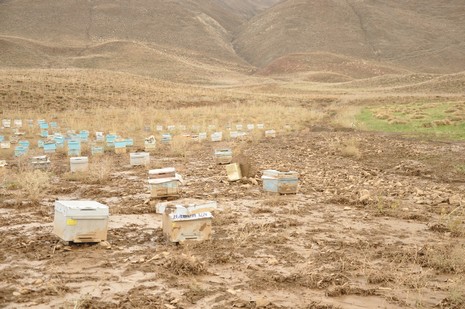 Hakkari'nin Yüksekova ilçesinde aniden bastıran yağmur sele dönüştü.Sele kapılan 150 arı kovanın içinde bulunan arılar telef oldu. 