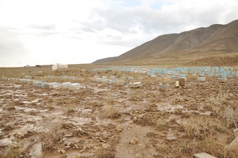 Hakkari'nin Yüksekova ilçesinde aniden bastıran yağmur sele dönüştü.Sele kapılan 150 arı kovanın içinde bulunan arılar telef oldu. 