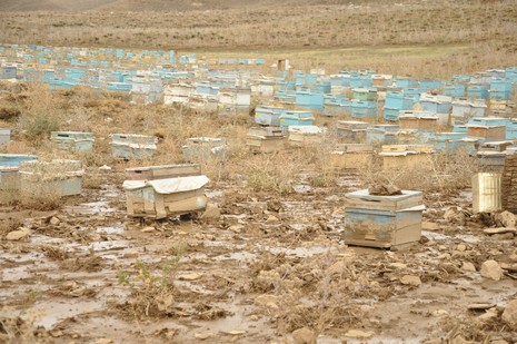 Hakkari'nin Yüksekova ilçesinde aniden bastıran yağmur sele dönüştü.Sele kapılan 150 arı kovanın içinde bulunan arılar telef oldu. 