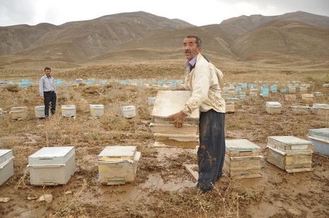 Hakkari'nin Yüksekova ilçesinde aniden bastıran yağmur sele dönüştü.Sele kapılan 150 arı kovanın içinde bulunan arılar telef oldu. 