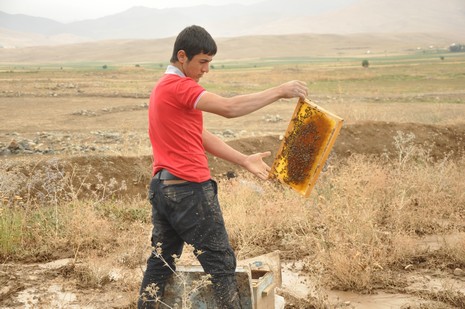 Hakkari'nin Yüksekova ilçesinde aniden bastıran yağmur sele dönüştü.Sele kapılan 150 arı kovanın içinde bulunan arılar telef oldu. 