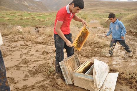 Hakkari'nin Yüksekova ilçesinde aniden bastıran yağmur sele dönüştü.Sele kapılan 150 arı kovanın içinde bulunan arılar telef oldu. 