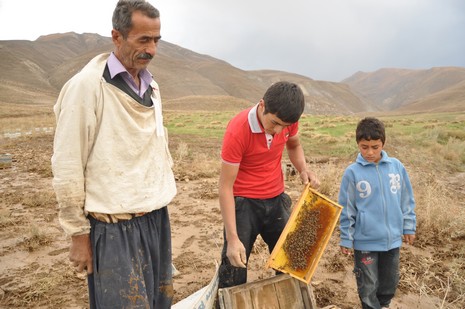 Hakkari'nin Yüksekova ilçesinde aniden bastıran yağmur sele dönüştü.Sele kapılan 150 arı kovanın içinde bulunan arılar telef oldu. 