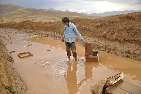Hakkari'nin Yüksekova ilçesinde aniden bastıran yağmur sele dönüştü.Sele kapılan 150 arı kovanın içinde bulunan arılar telef oldu. 
