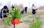 Yeni çeşit lalelere Kürtçe isim