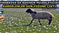 Yüksekova’da Baharın Müjdeleyicisi Kardelenler Gün Yüzüne Çıktı
