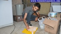 Yüksekovalı Genç Hurdacıdan Aldığı Buzdolabından Yaptırdığı Kuluçka Makinesiyle Civciv Üretiyor