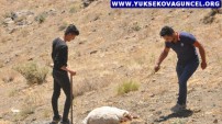 Hakkari: 2 Gündür Dağ Taş Demeden Kayıp Koyunlarını Arıyorlar