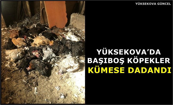 Yüksekova’da Başıboş Köpekler Kümese Dadandı