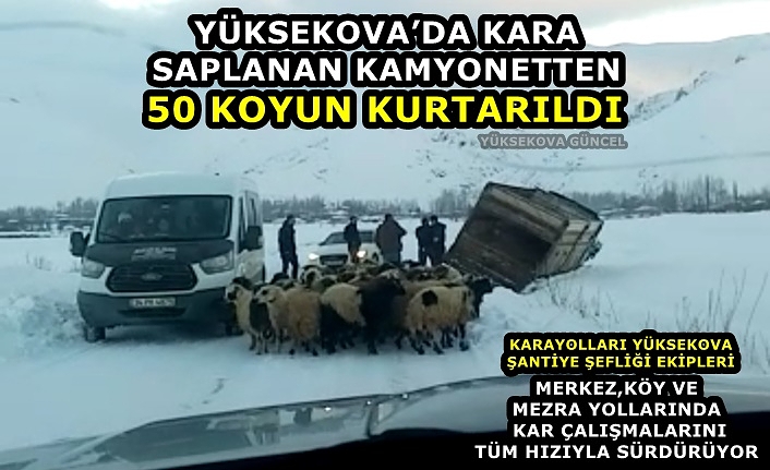 Yüksekova’da kara saplanan kamyonetten 50 koyun kurtarıldı