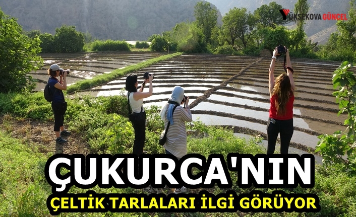 Çukurca'daki Çeltik Tarlalarına Fotoğrafçılardan Yoğun iİlgi