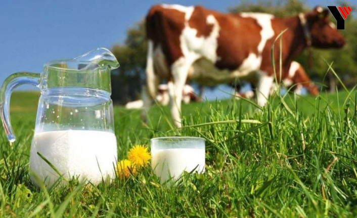 İçme sütü üretimi yüzde 9,3 geriledi