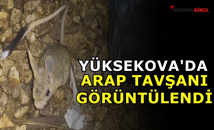 Yüksekova'da Arap Tavşanı Görüntülendi