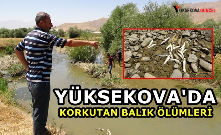 Yüksekova'da korkutan balık ölümleri