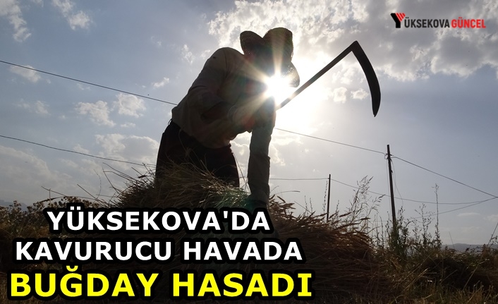 Yüksekova'da Kavurucu Havada Buğday Hasadı