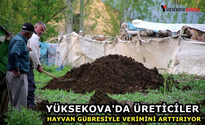 Yüksekova'da üreticiler hayvan gübresiyle verimini arttırıyor
