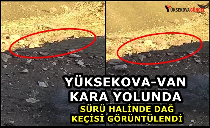 Yüksekova-Van Kara Yolunda Sürü Halinde Dağ Keçisi Görüntülendi