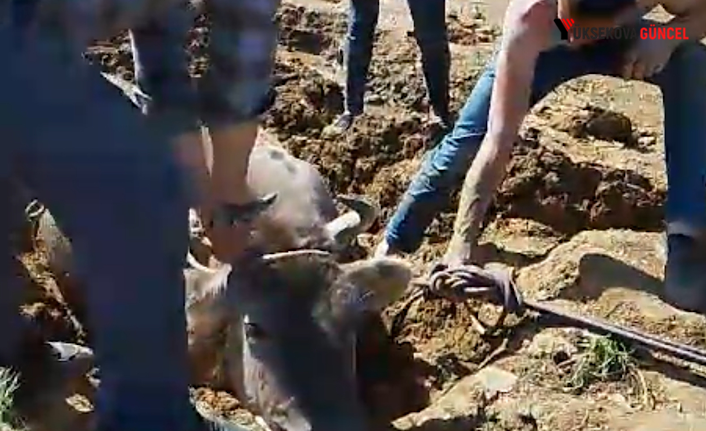 Yüksekova'da bataklığa saplanan inek böyle kurtarıldı