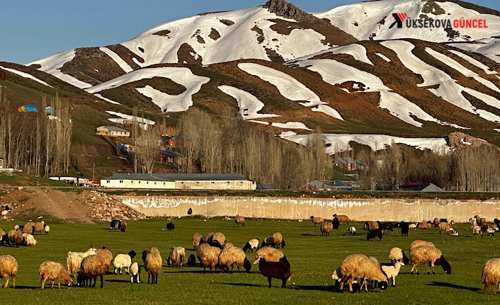 Yüksekova’da Karların Erimesiyle Koyunlar Meralara Çıkmaya Başladı