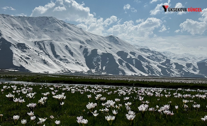 Yüksekova’nın Karlı Dağlarının Eteklerinde Çiçek Açan Çiğdemler Hayran Bıraktı