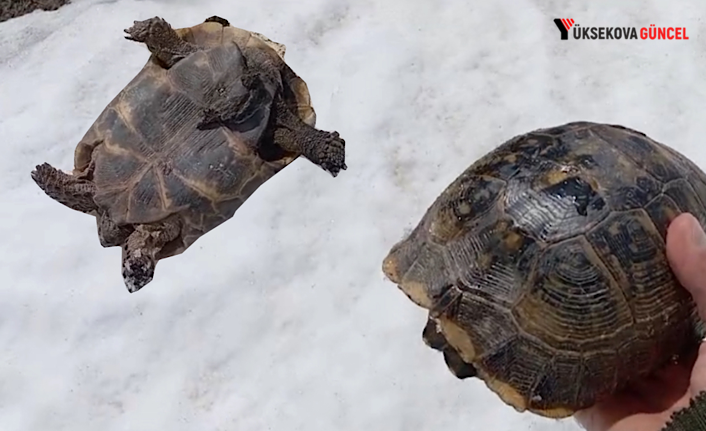 Hakkari’de kar üstünde sırt üstü mahsur kalan kaplumbağayı kurtardı