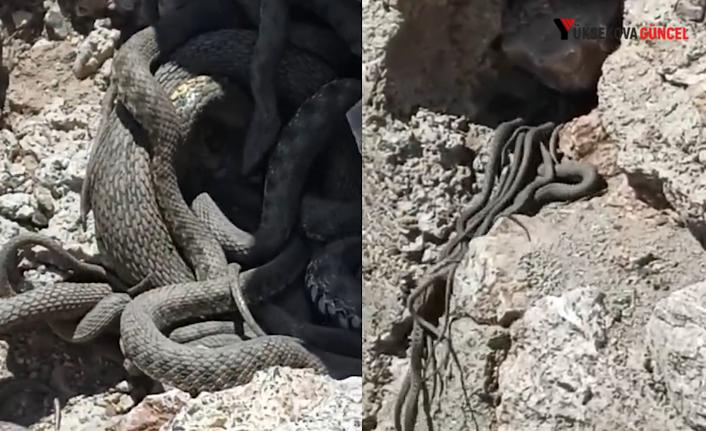 Yüksekova’da sürü halinde yılanlar görüntülendi