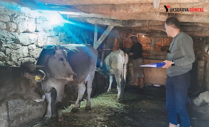 Yüksekova’da Büyükbaş Hayvanlara Kimliklendirme Ve Aşılama Çalışması Sürüyor