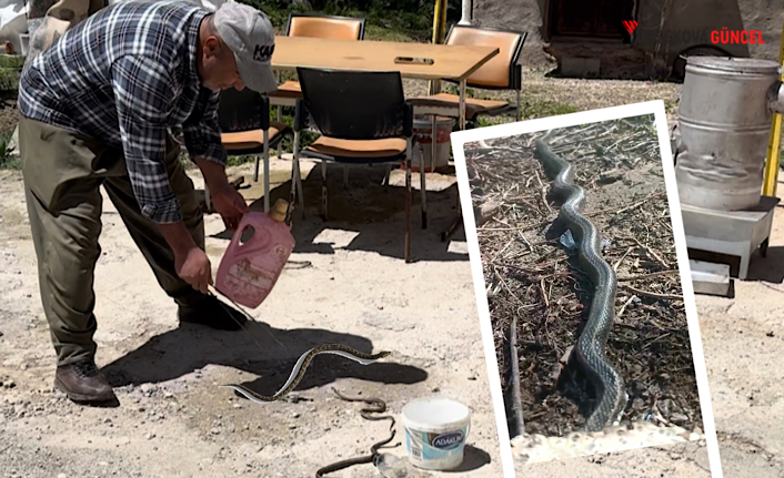 Yüksekovalı aile iki yıldır yılanlarla yaşıyor