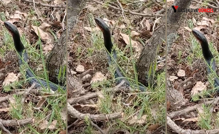 Yüksekova’da dev kara yılan görüntülendi