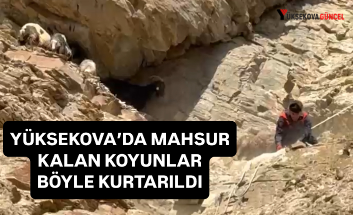 Yüksekova'da Dağda Mahsur Kalan Koyunları AFAD ve Jandarma Kurtardı