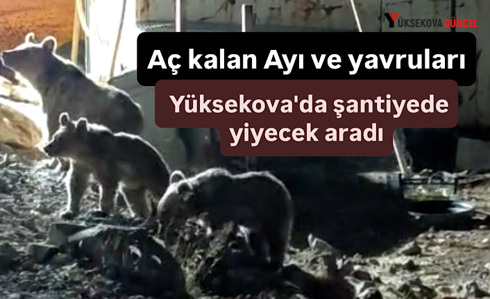 Aç kalan Ayı ve yavruları Yüksekova'da şantiyede yiyecek aradı