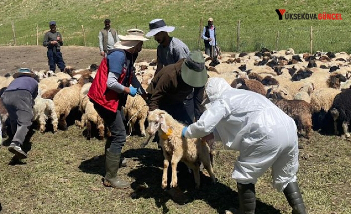Hakkari’de Şap hastalığı karantinası sona erdi