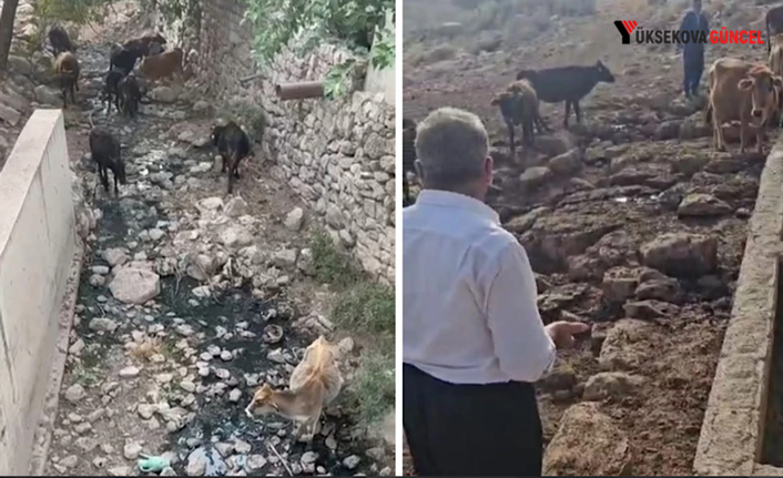 Şemdinli'de Hayvanlar Susuzlukla Boğuşuyor: Köylüler Yardım Bekliyor