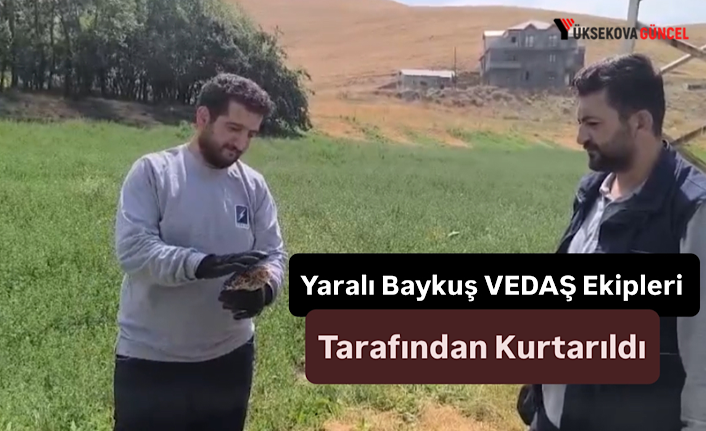 Yaralı Baykuş VEDAŞ Ekipleri Tarafından Kurtarıldı