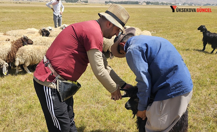 Yüksekova'da büyük ve küçükbaş hayvanlara aşılama ve küpeleme çalışmaları devam ediyor