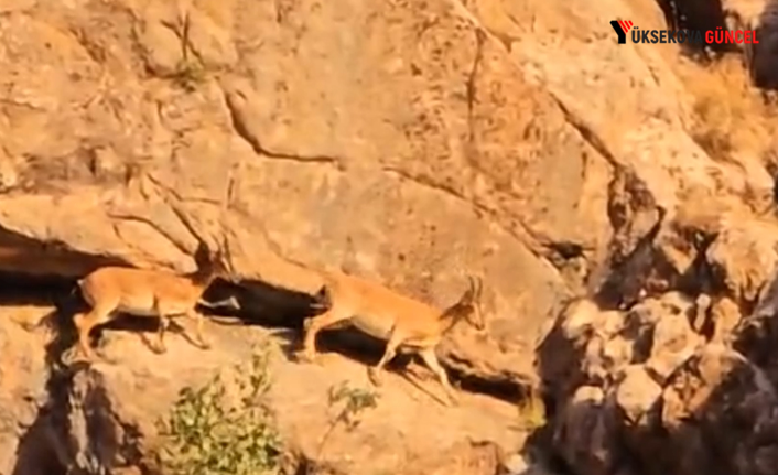 Yüksekova-Van Karayolu'nda Dağ Keçisi Sürüsü Görüntülendi