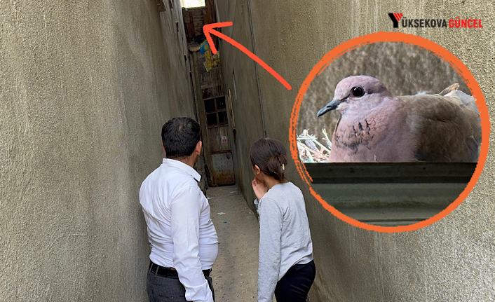 Yüksekova’da iki yıldır aynı eve yuva kuran Kumruya Baki ailesi sahip çıkıyor