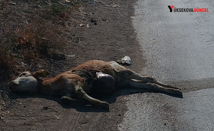 Yüksekova’da kamyonetin çarptığı buzağı telef oldu