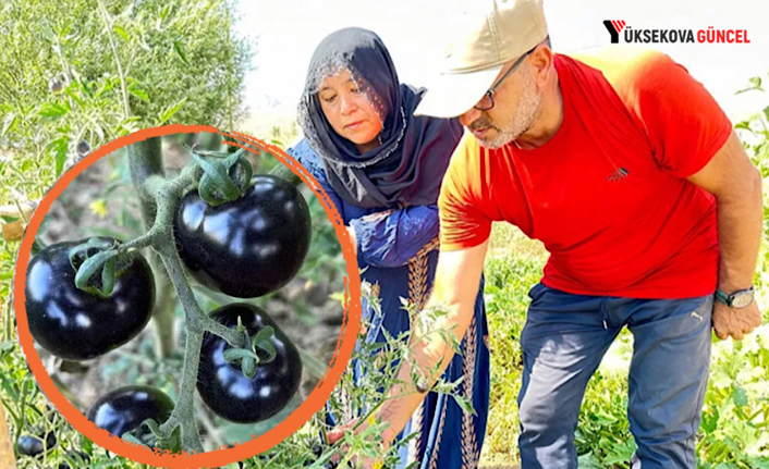 Yüksekova’da siyah domates 2 senedir aynı çiftçi tarafından yetiştiriliyor