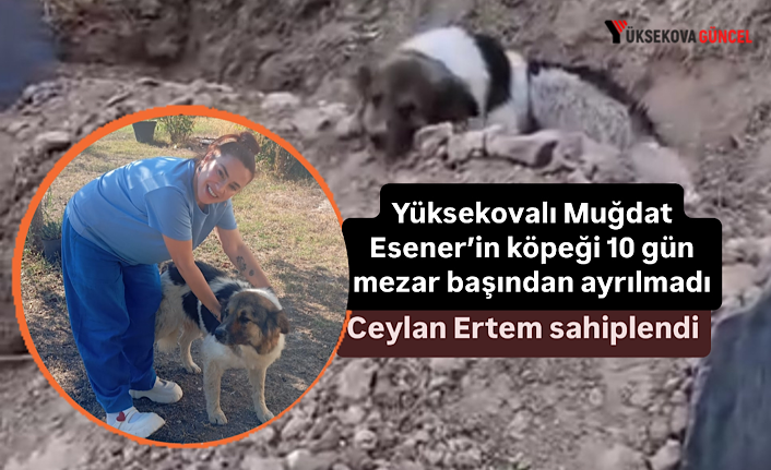 Yüksekovalı Muğdat Esener’in köpeği 10 gün mezar başından ayrılmadı, Ceylan Ertem sahiplendi