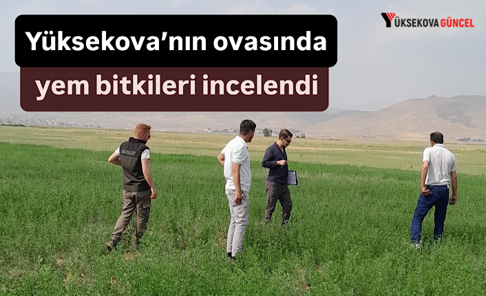 Yüksekova’nın ovasında yem bitkileri incelendi