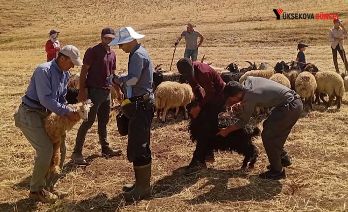 Yüksekova'da Küçükbaş Hayvanlara Aşılama ve Kimliklendirme Çalışmaları Hız Kesmiyor